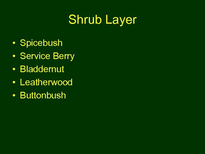 Shrub Layer • • • Spicebush Service Berry Bladdernut Leatherwood Buttonbush 