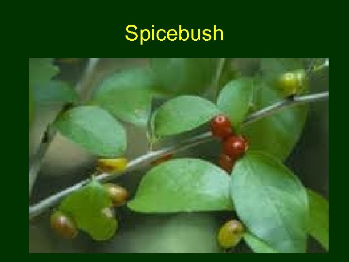 Spicebush 