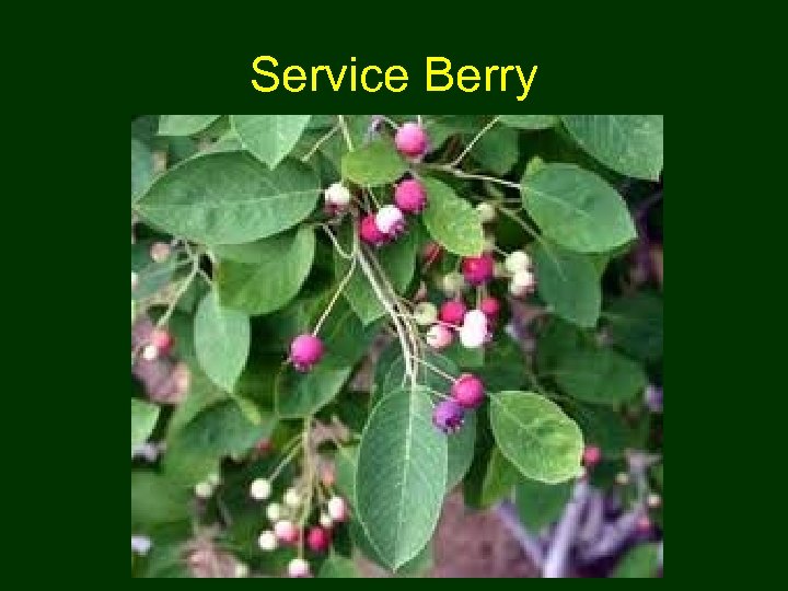 Service Berry 