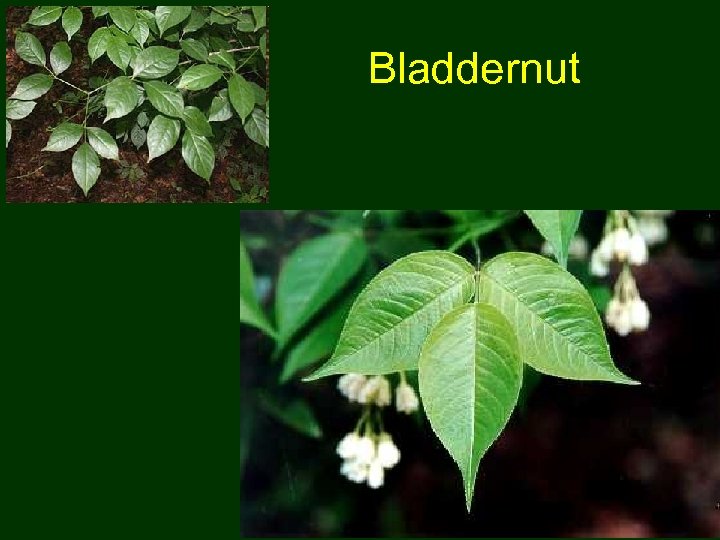 Bladdernut 