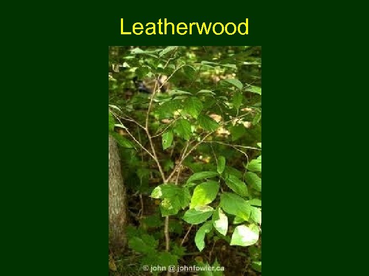 Leatherwood 