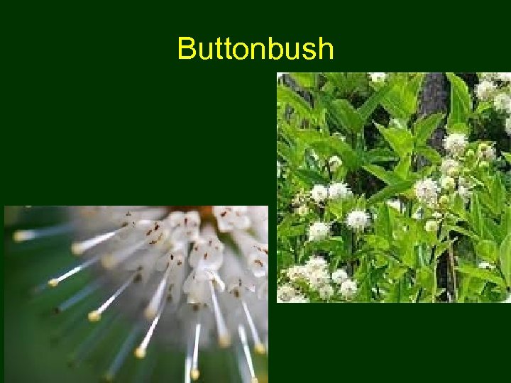 Buttonbush 