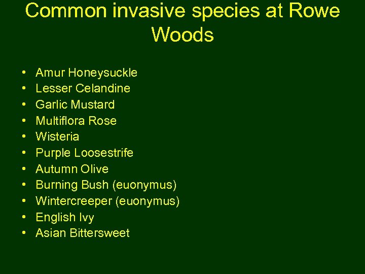 Common invasive species at Rowe Woods • • • Amur Honeysuckle Lesser Celandine Garlic