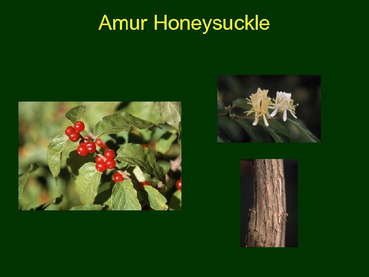 Amur Honeysuckle 