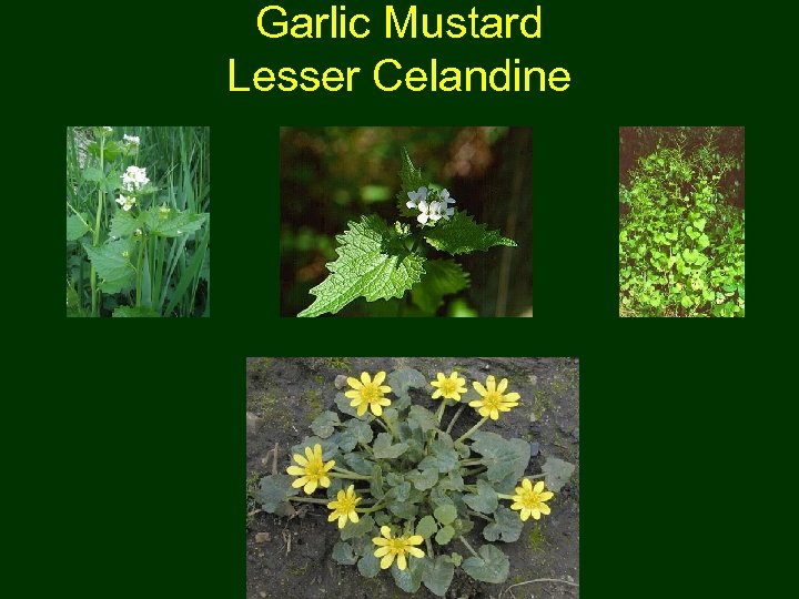 Garlic Mustard Lesser Celandine 