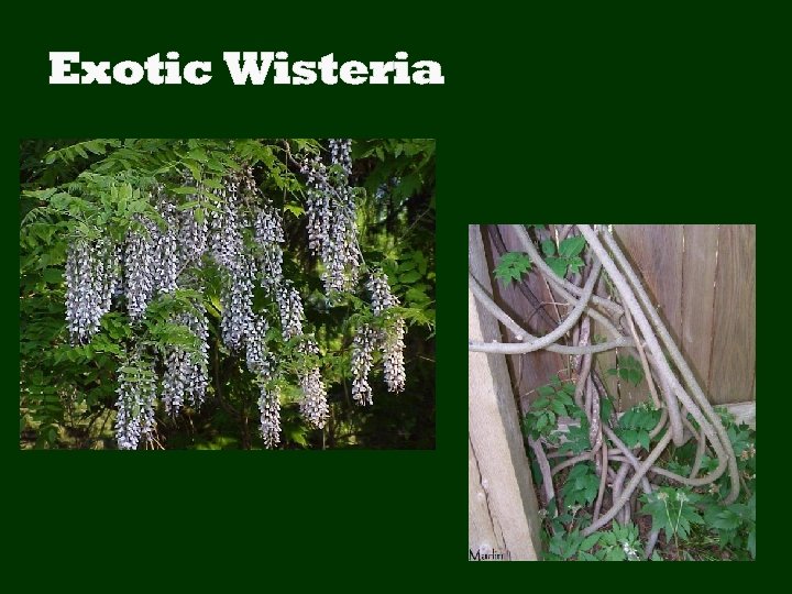 Exotic Wisteria 