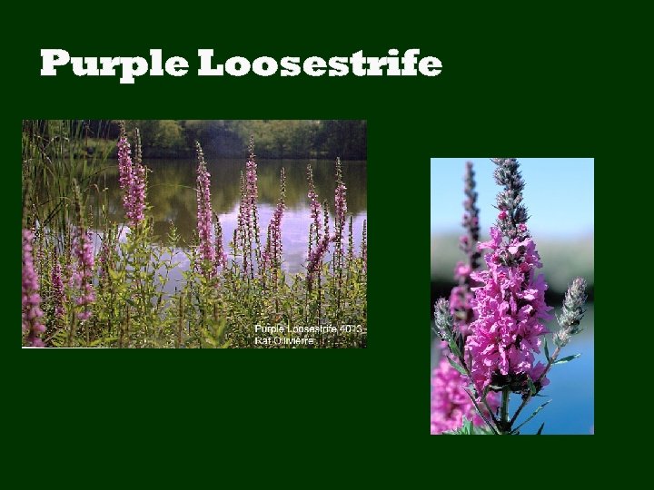 Purple Loosestrife 