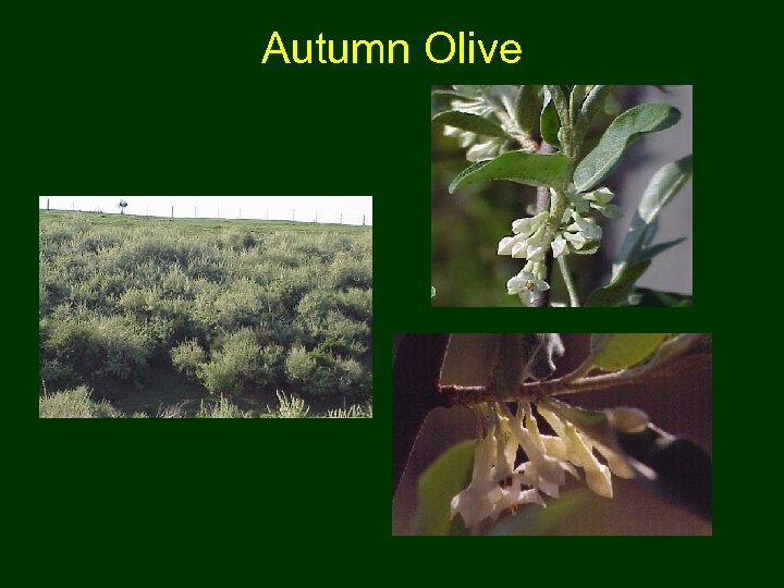 Autumn Olive 