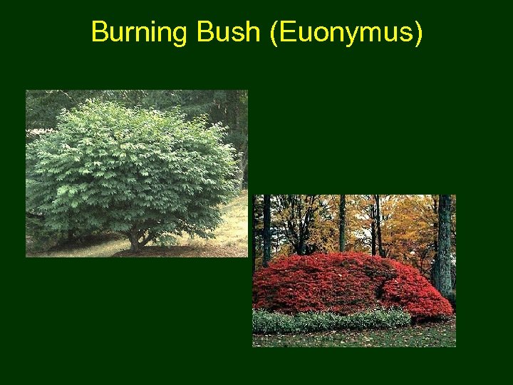 Burning Bush (Euonymus) 