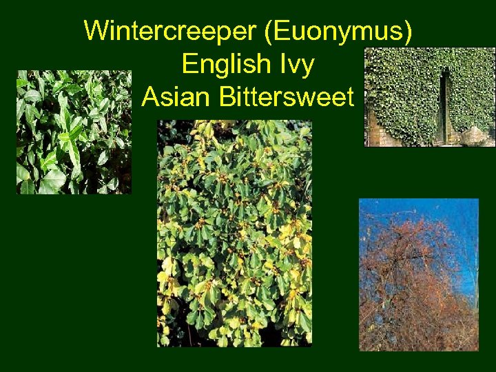 Wintercreeper (Euonymus) English Ivy Asian Bittersweet 