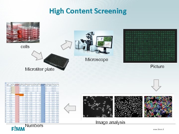 High Content Screening cells Microscope Picture Microtiter plate Numbers Image analysis www. fimm. fi