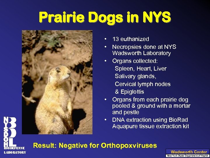 Prairie Dogs in NYS N Y S D O H biodefense Laboratory • 13