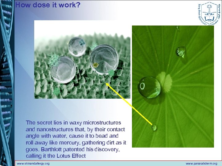 How dose it work? The secret lies in waxy microstructures and nanostructures that, by