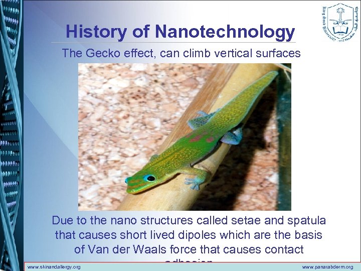 History of Nanotechnology The Gecko effect, can climb vertical surfaces Due to the nano