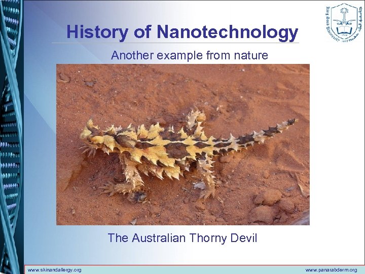 History of Nanotechnology Another example from nature The Australian Thorny Devil www. skinandallergy. org