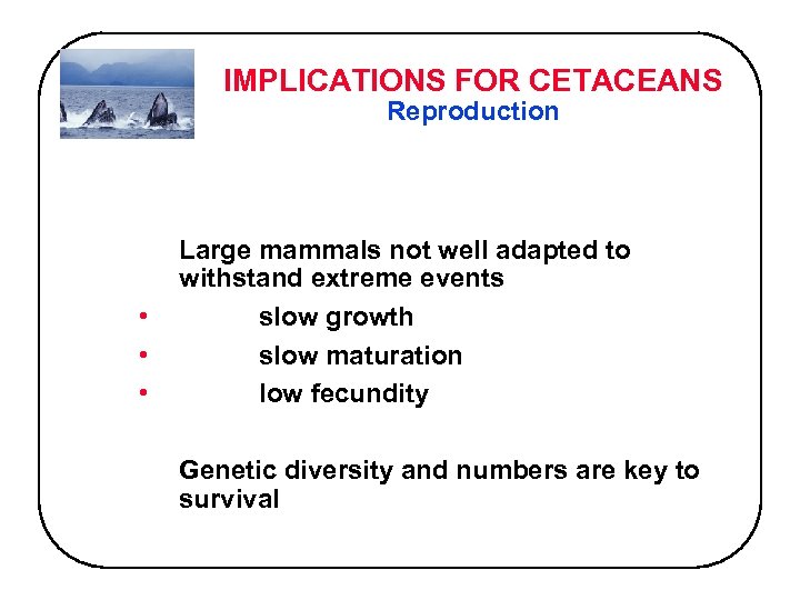 IMPLICATIONS FOR CETACEANS Reproduction • • • Large mammals not well adapted to withstand