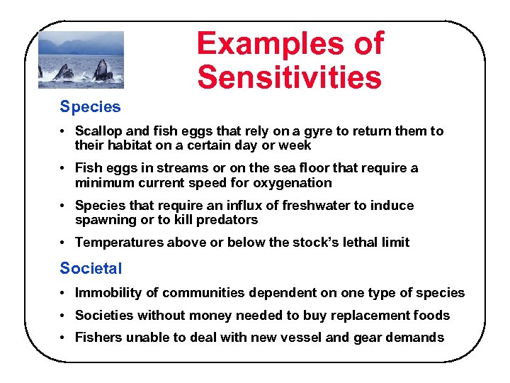 Examples of Sensitivities Species • Scallop and fish eggs that rely on a gyre
