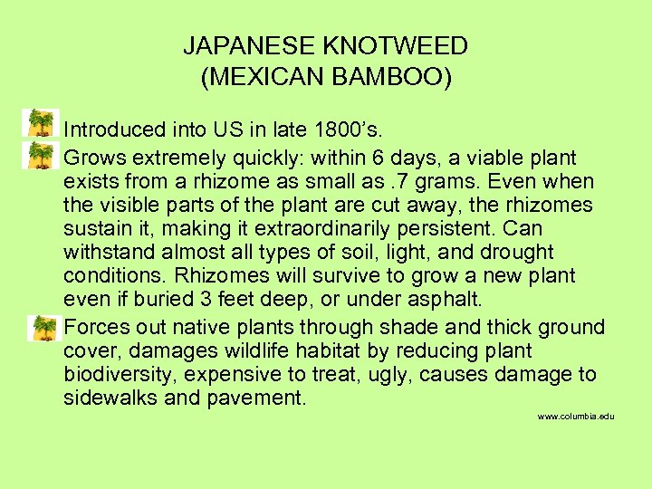 JAPANESE KNOTWEED (MEXICAN BAMBOO) Introduced into US in late 1800’s. Grows extremely quickly: within