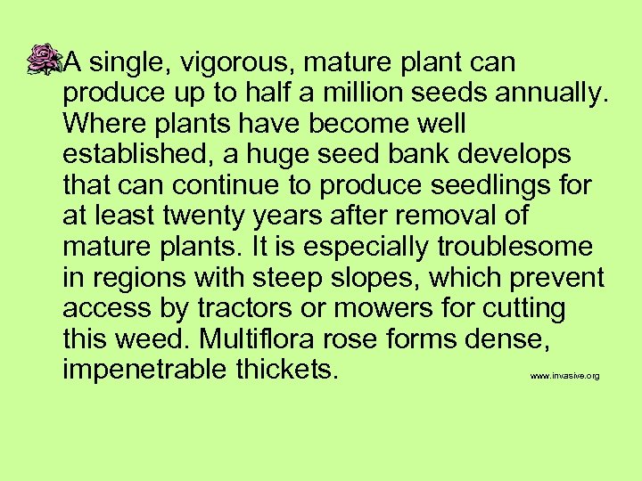A single, vigorous, mature plant can produce up to half a million seeds annually.
