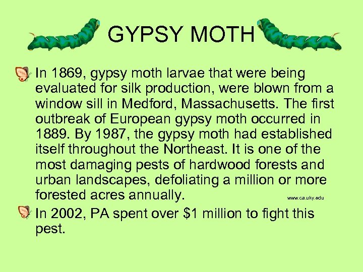 GYPSY MOTH In 1869, gypsy moth larvae that were being evaluated for silk production,