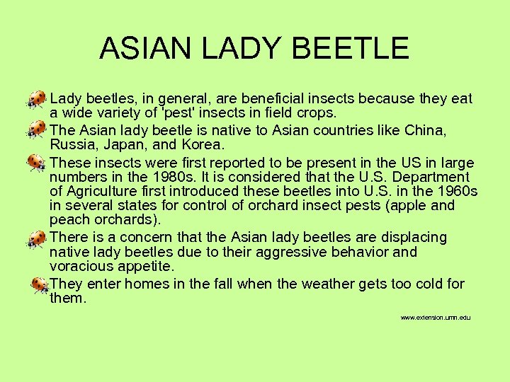 ASIAN LADY BEETLE Lady beetles, in general, are beneficial insects because they eat a
