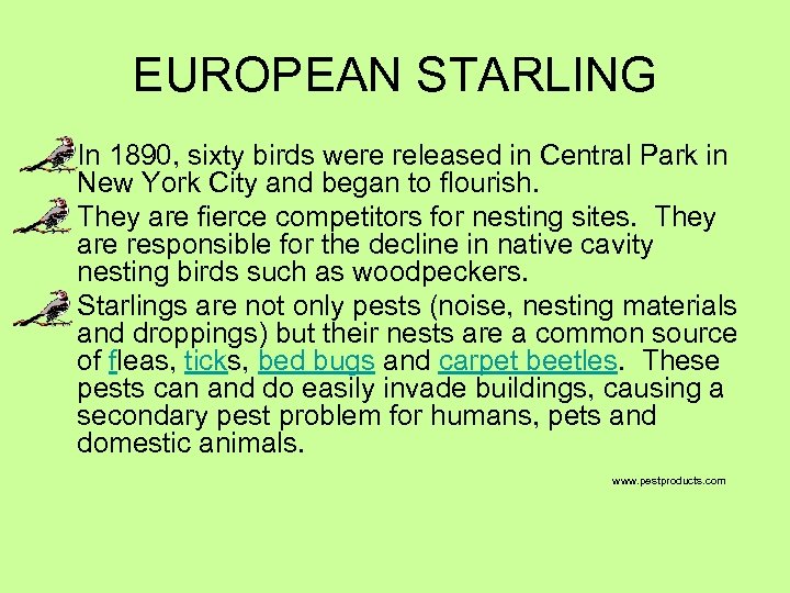 EUROPEAN STARLING In 1890, sixty birds were released in Central Park in New York
