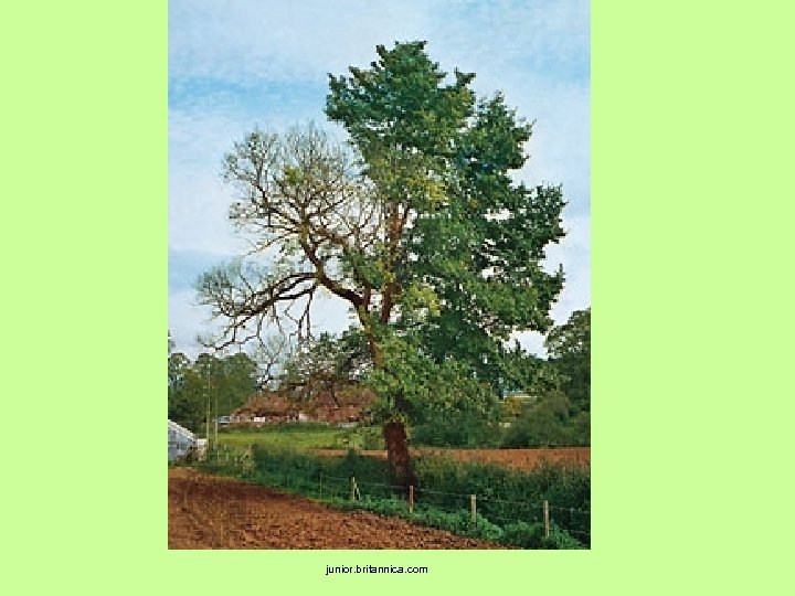  junior. britannica. com 