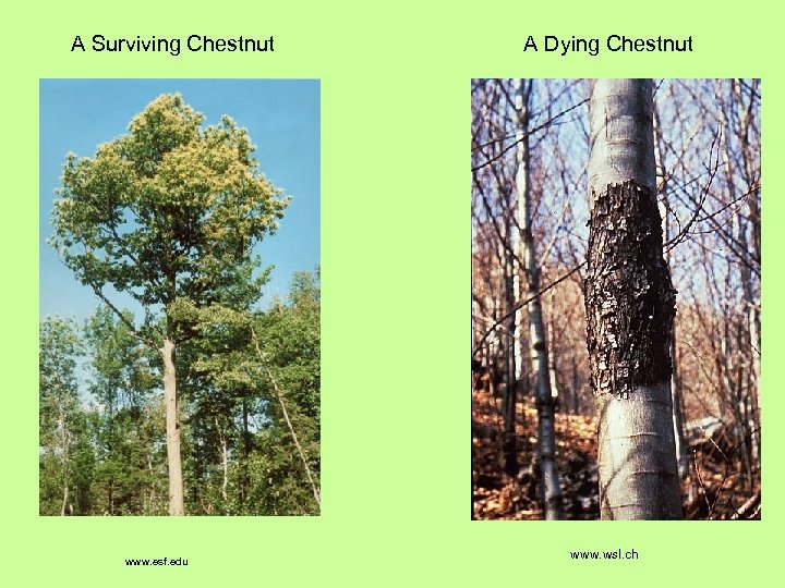  A Surviving Chestnut www. esf. edu A Dying Chestnut www. wsl. ch 
