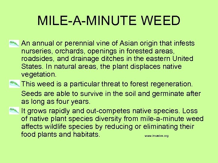 MILE-A-MINUTE WEED An annual or perennial vine of Asian origin that infests nurseries, orchards,
