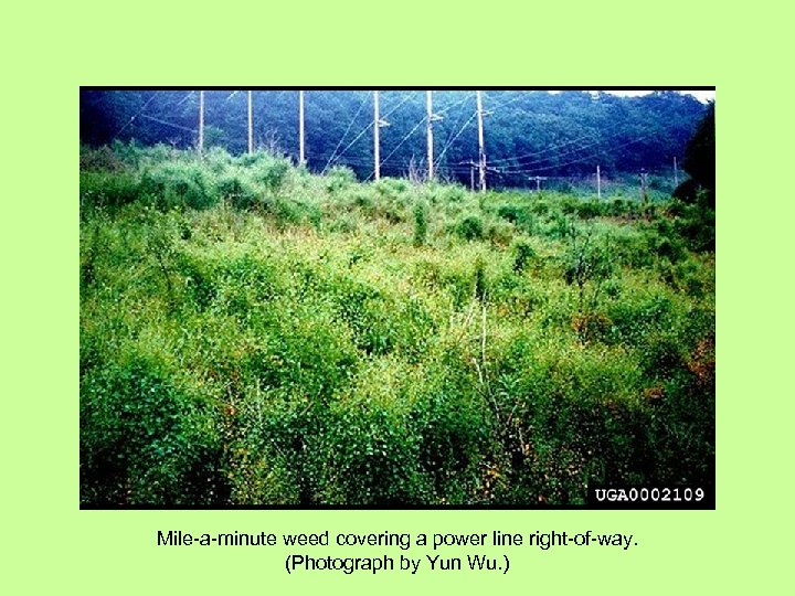 Mile-a-minute weed covering a power line right-of-way. (Photograph by Yun Wu. ) 