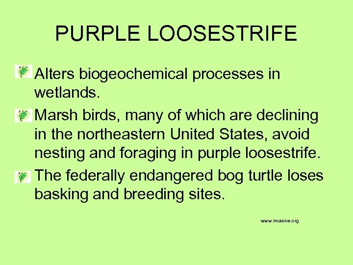 PURPLE LOOSESTRIFE Alters biogeochemical processes in wetlands. Marsh birds, many of which are declining