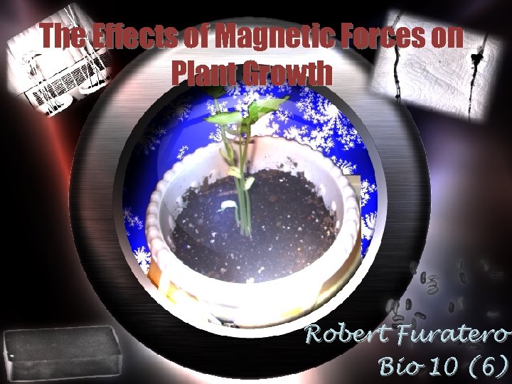 The Effects of Magnetic Forces on Plant Growth Robert Furatero Bio 10 (6) 