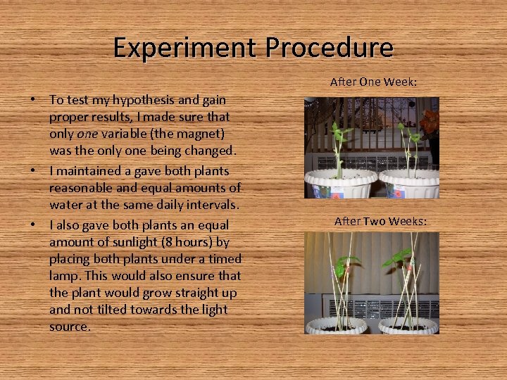 Experiment Procedure After One Week: • To test my hypothesis and gain proper results,