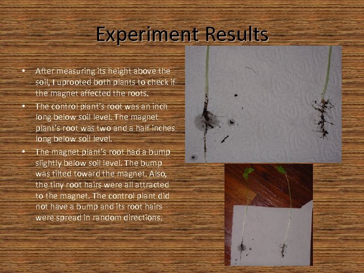 Experiment Results • • • After measuring its height above the soil, I uprooted