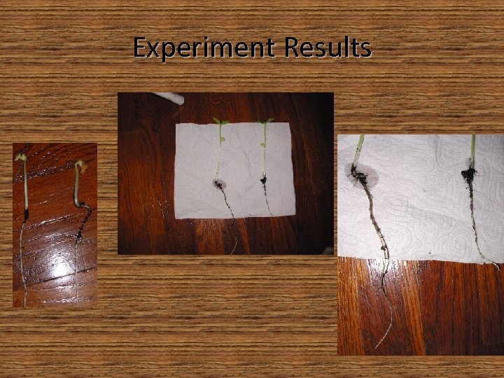 Experiment Results 