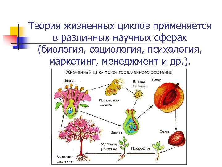 Теория жизненных циклов применяется в различных научных сферах (биология, социология, психология, маркетинг, менеджмент и