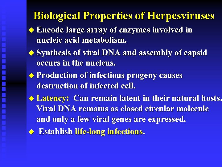 Biological Properties of Herpesviruses u Encode large array of enzymes involved in nucleic acid