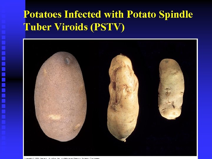 Potatoes Infected with Potato Spindle Tuber Viroids (PSTV) 