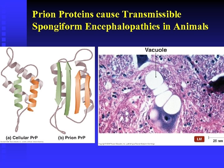 Prion Proteins cause Transmissible Spongiform Encephalopathies in Animals 