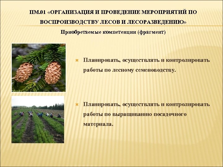 Проекты лесоразведения ленинградская область