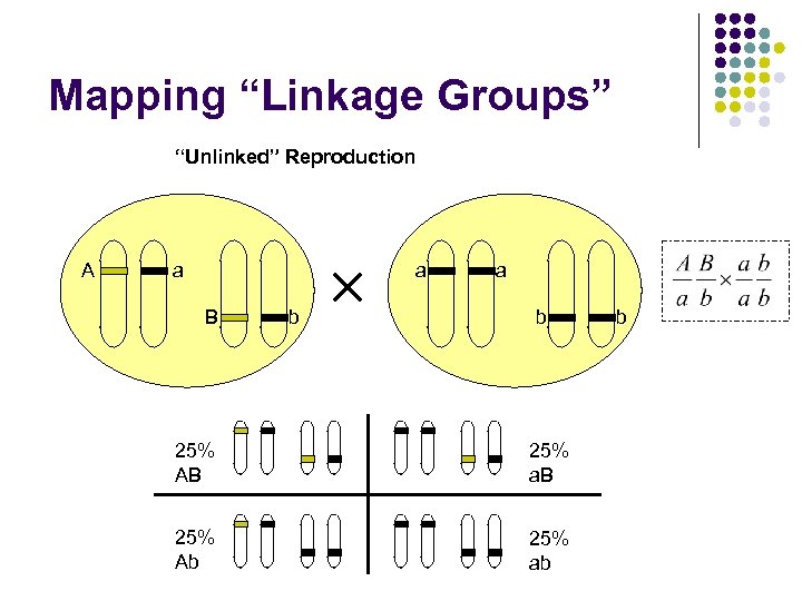 Mapping “Linkage Groups” “Unlinked” Reproduction A a a B b a b 25% AB