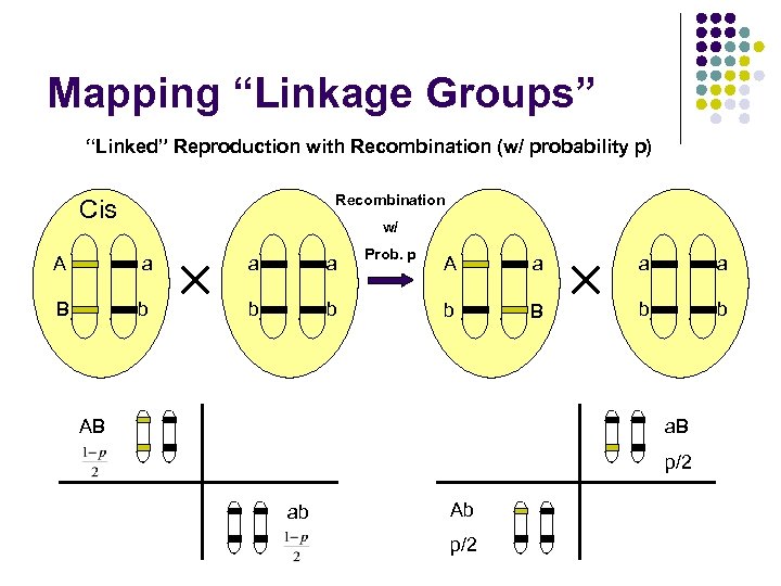 Mapping “Linkage Groups” “Linked” Reproduction with Recombination (w/ probability p) Recombination Cis w/ A