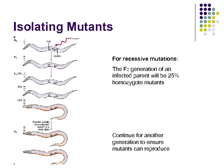 Isolating Mutants For recessive mutations: The F 2 generation of an infected parent will