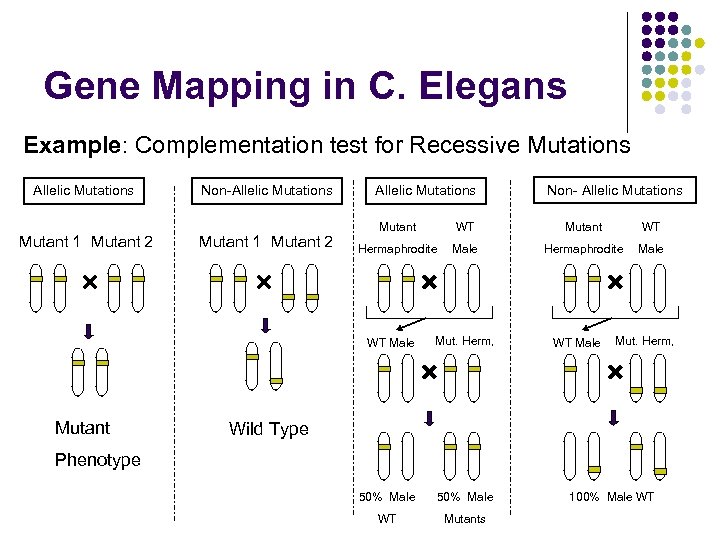 Gene Mapping in C. Elegans Example: Complementation test for Recessive Mutations Allelic Mutations Mutant