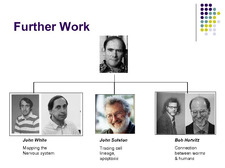 Further Work John White John Sulston Bob Horvitz Mapping the Nervous system Tracing cell