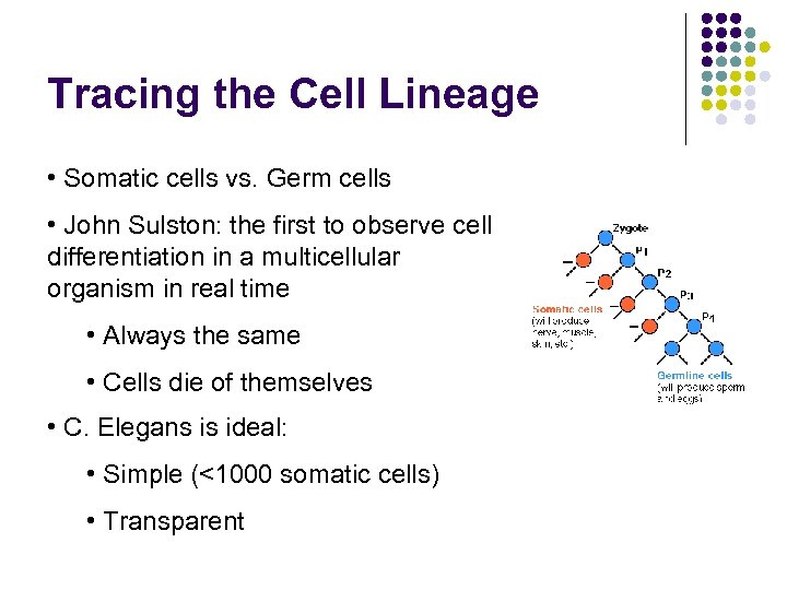 Tracing the Cell Lineage • Somatic cells vs. Germ cells • John Sulston: the