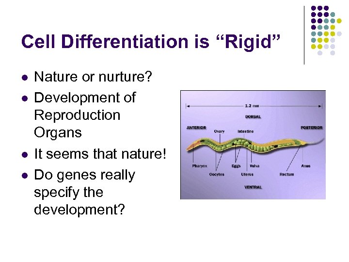 Cell Differentiation is “Rigid” l l Nature or nurture? Development of Reproduction Organs It