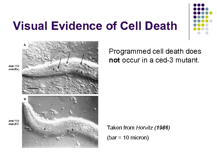 Visual Evidence of Cell Death Programmed cell death does not occur in a ced-3