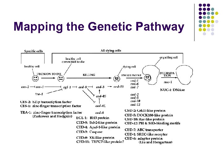 Mapping the Genetic Pathway 