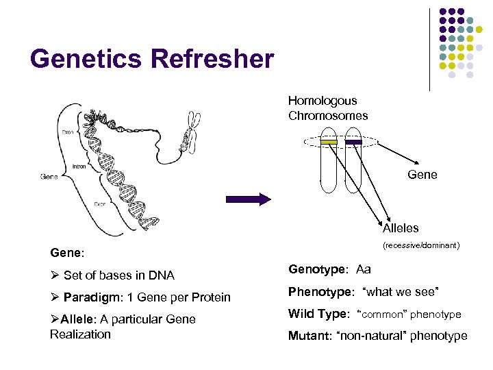 Genetics Refresher Homologous Chromosomes Gene Alleles (recessive/dominant) Gene: Ø Set of bases in DNA